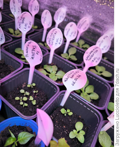 Эти досевала чуть позже, они совсем крохи. Желтого захотелось. Х) "Желтый каприз" от "Григорьева" взошел как-то не очень (только два из восьми дражированных семян; еще столько же осталось в патрончике).