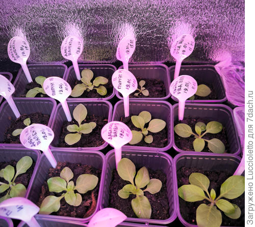 Этим по 30 дней. Бодренькие, но не очень большие.