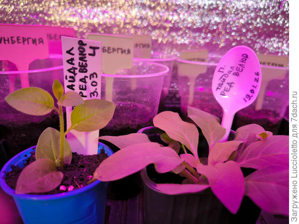 Первый черенок. Помечаю на маячке буквой "Ч".