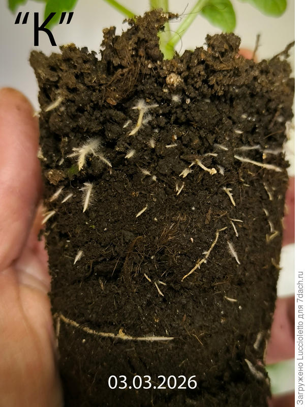 Вот какие у них были корни на тот момент.