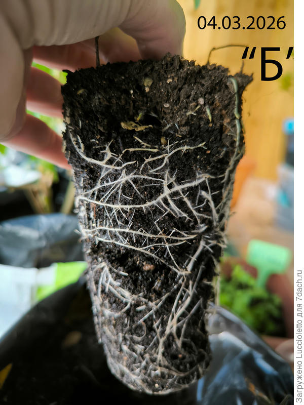 Ну а биогумусная группа "Б" из поллитровок отправляется в 5-7 литровые мешки на лоджию, во взрослую жизнь. :-) Вот корневая система на вчера.