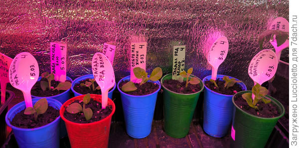 Сегодняшняя порция черенков