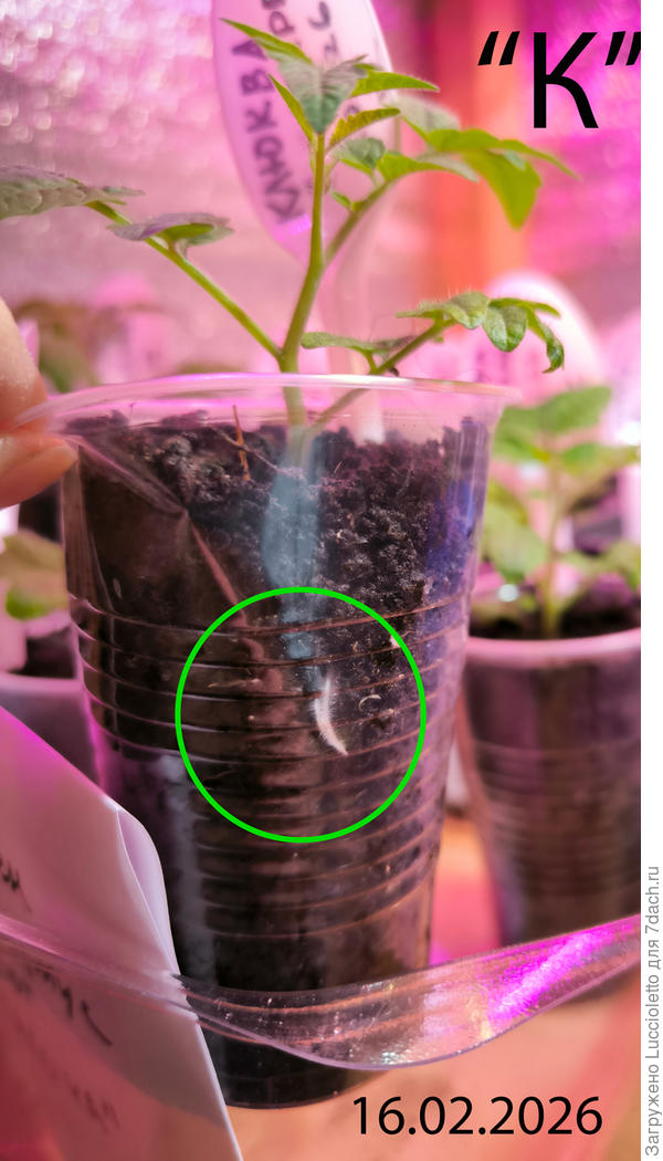 Контрольная группа сразу же начала осваивать вкусненькое и отращивать видимые корни. В "никаком" грунте я корней не видела вообще. :-(