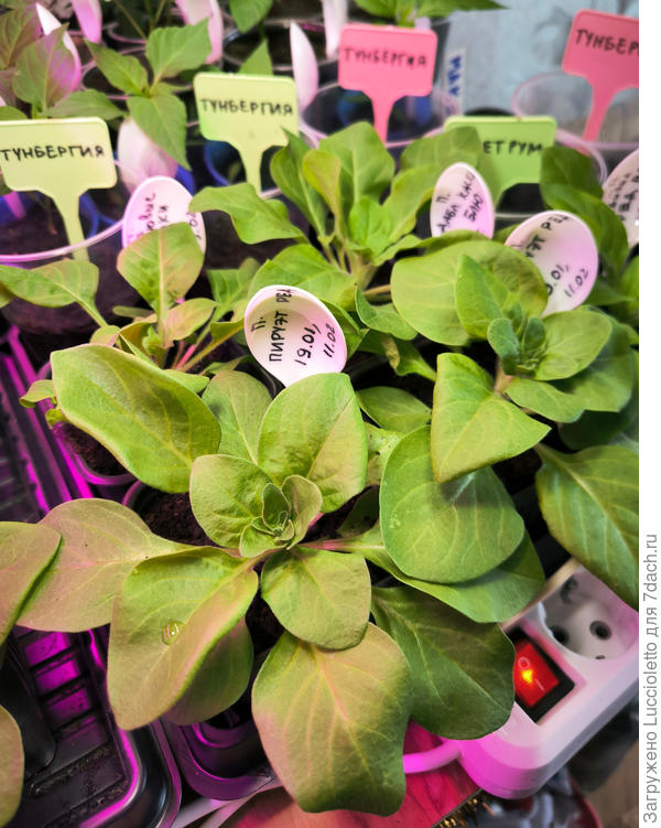 Самые рослые экземпляры - но сколько несчастных козявочек за кадром!.. Активно двинулись в рост примерно 2/3 всех сеянцев. С остальными непонятно что делать, места-то мало.