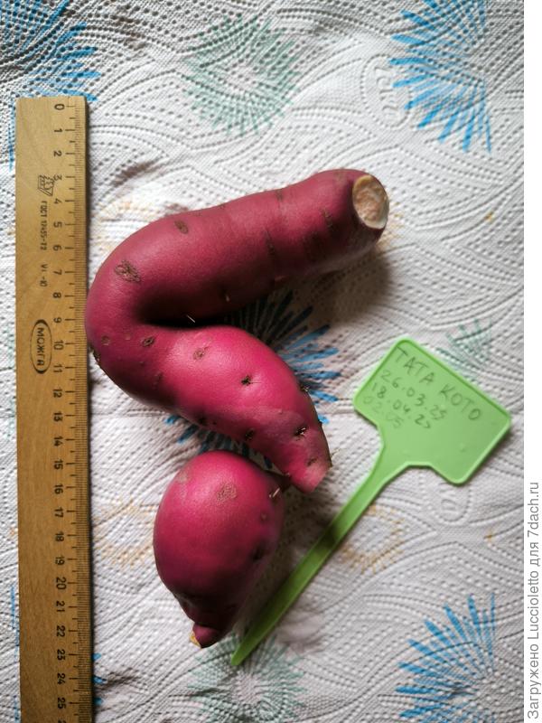 Урожай балконного "Тата-Кото" гораздо скромнее. :-)