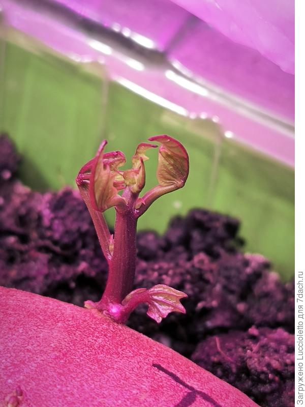 Так просыпался "Тата-Кото"