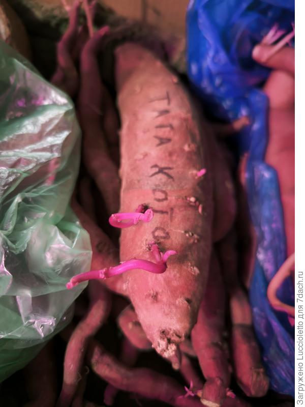 Ставропольский "Тата-Кото" урожая 2024 г в марте 2026 г. Ничего себе, да?