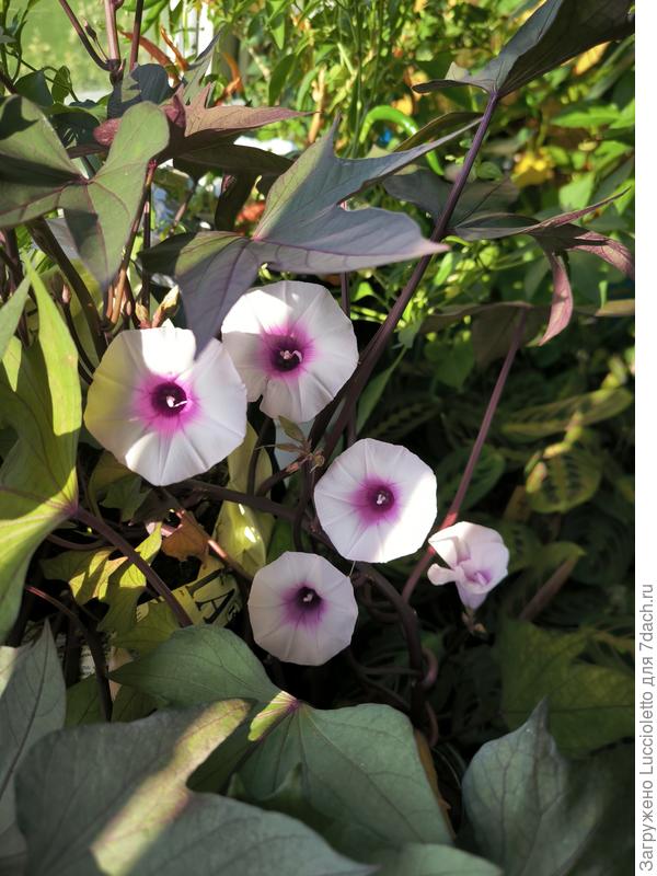 "Тата-Кото" во всей красе.