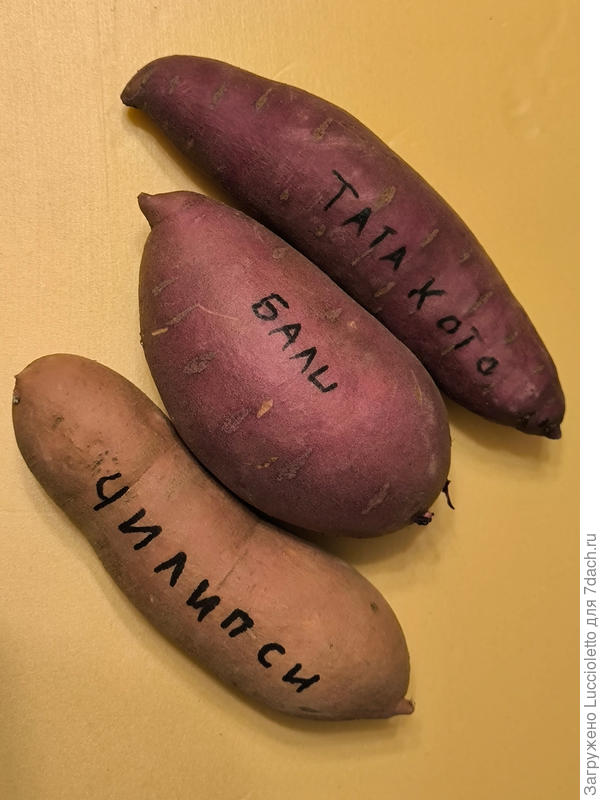 По почте из Краснодара