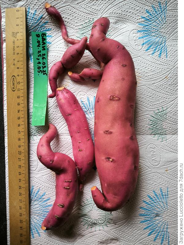 Урожай с одного балконного экземпляра "Бали". Даты на маячке - закладка на проращивание, отделение черенка, пересадка в основную тару.