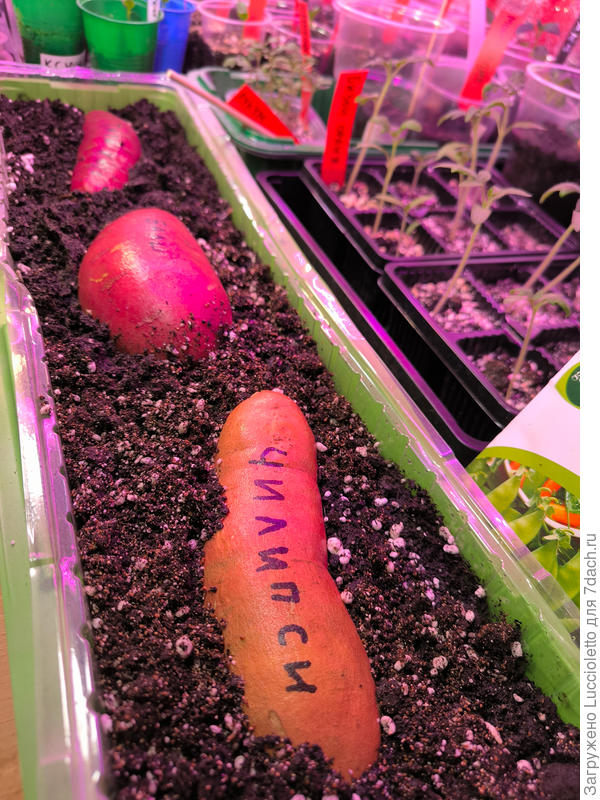 С корабля на бал