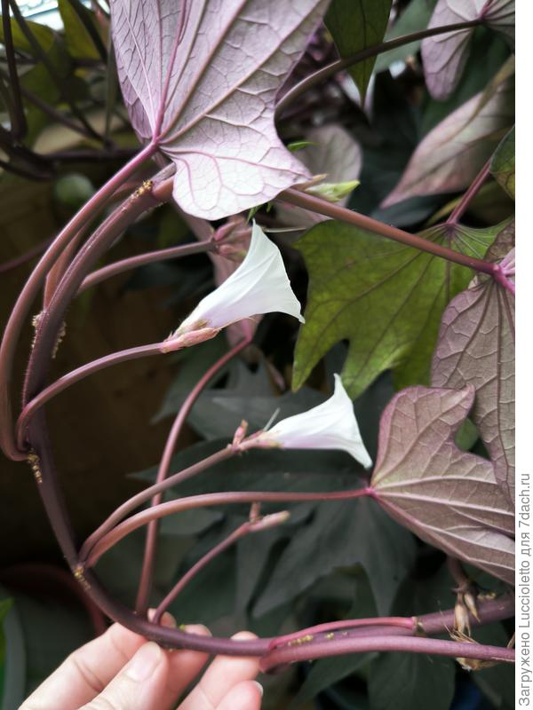 Цветки идут густо