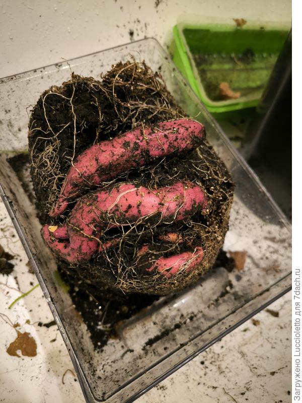 Содержимое пакета в котором рос "Бали". Сплошные корни!