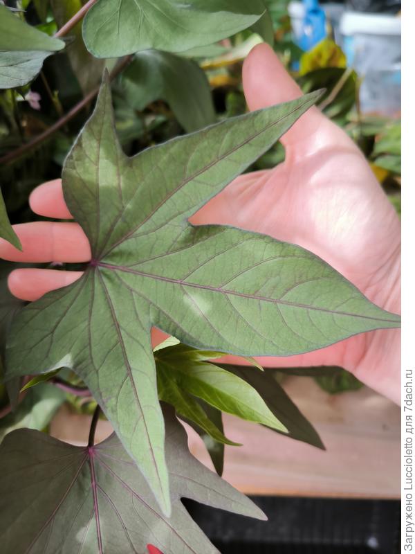 Крупные листья!