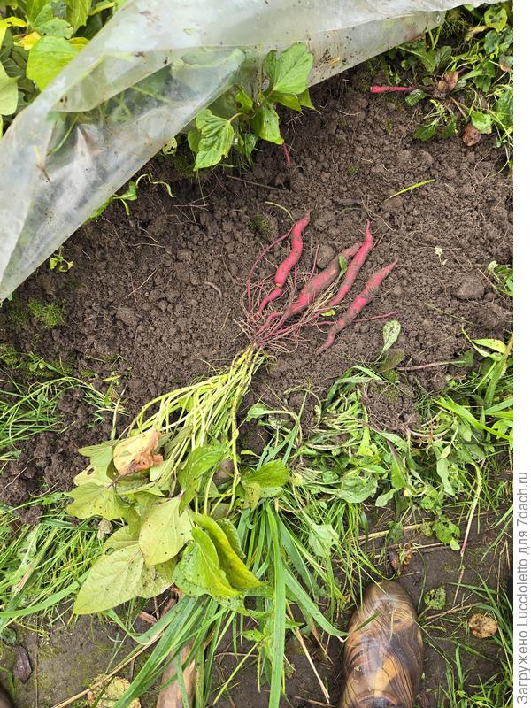 Сорт "Бали". Недоклубни длиной сантиметров по двадцать пять.