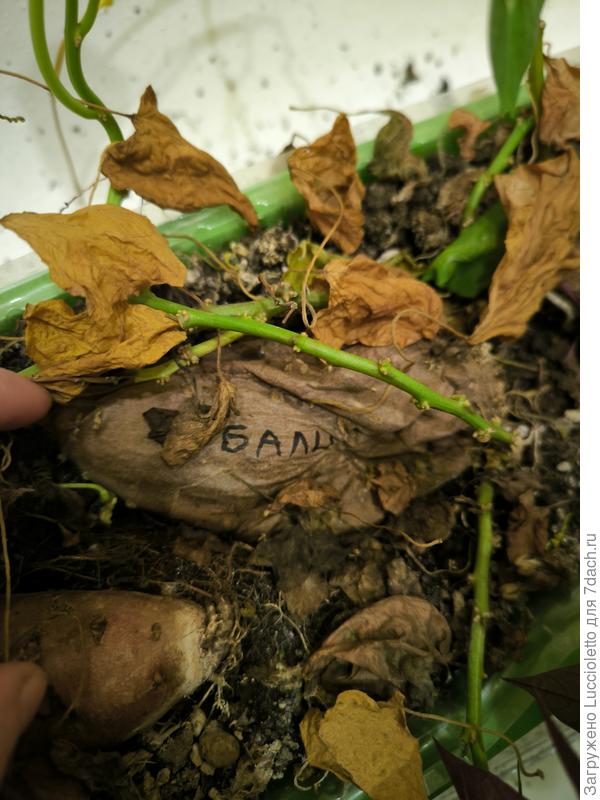 Ставропольский "Бали" после завершения сезона 2025 г