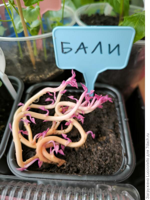 Радуется свету