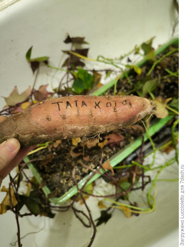 То же, "Тата-Кото"