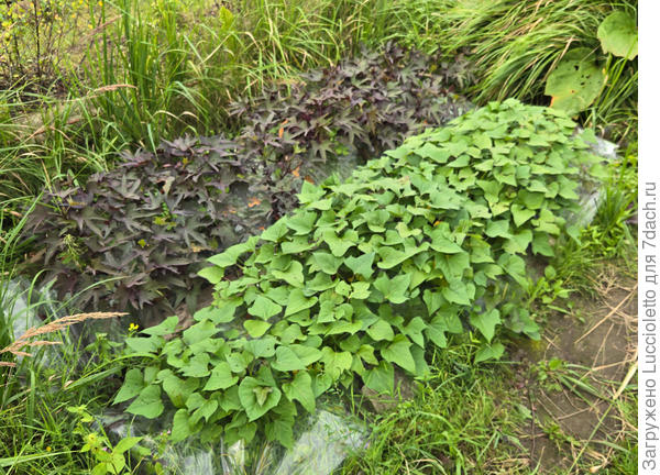 Середина августа