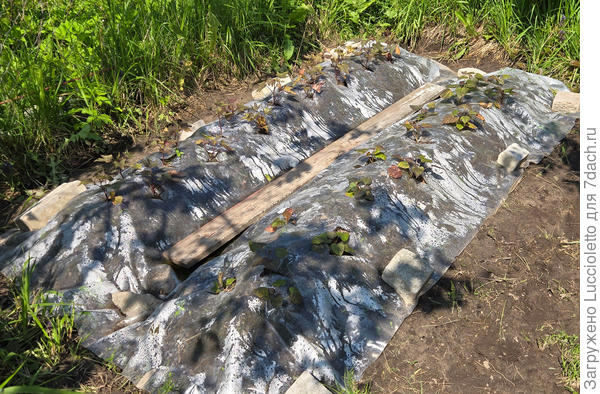 Середина июня