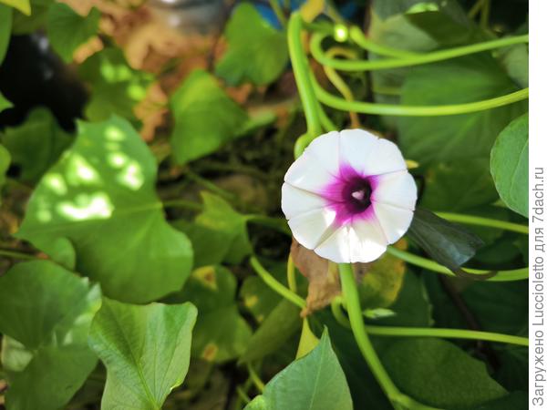 Вот так цветет "Бали"