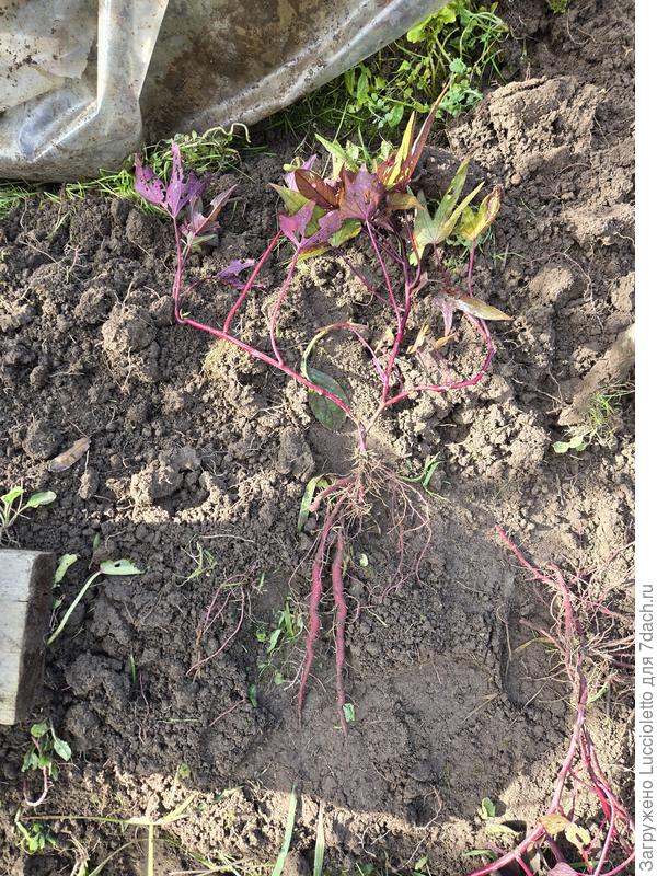 А это типичный представитель дачного "Тата-Кото"