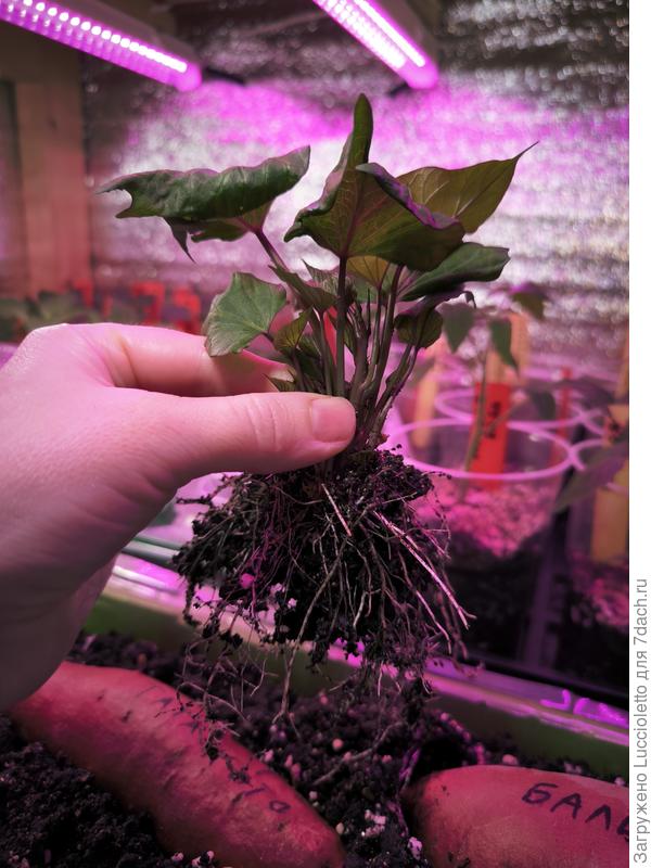 Только что отделенный от клубня первый настоящий саженец "Бали"