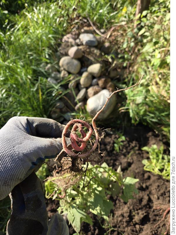 Не обошлось без курьезов. :-)