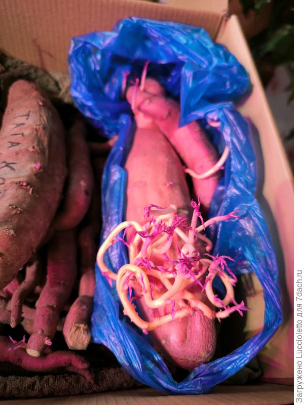 На нашем, ленинградском "Бали" урожая 2025 г вот чего выросло. Пришлось посадить. :-)