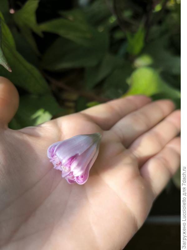 Увядшие цветки опадают вот так.