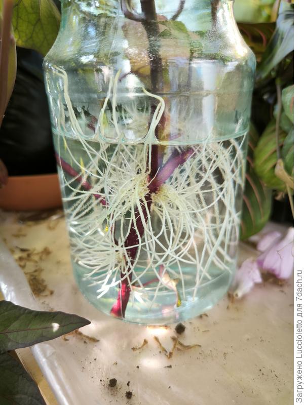 Случайно отломавшиеся черенки укореняются с обычными для батата скоростью и энтузиазмом.