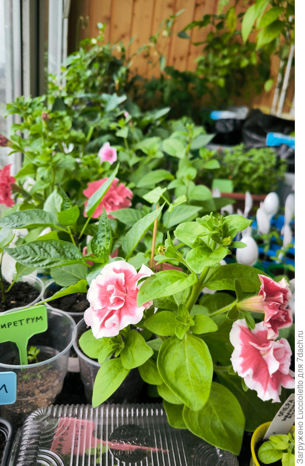 На одном "Пируэте" аж третий цветок раскрывается. Утешает меня петуния, обязательно буду теперь ее сажать. :-)