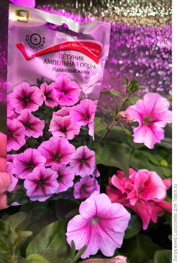 И "Жилки" не подводят