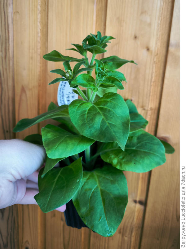 Типичный представитель