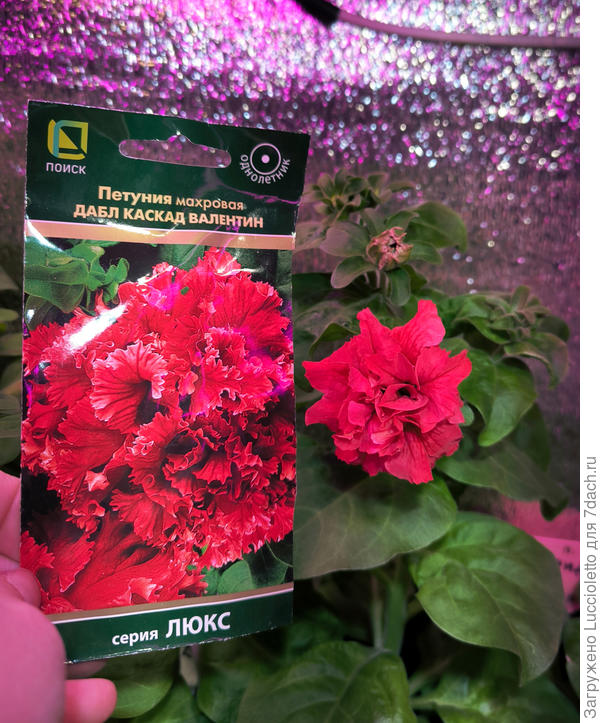 И "Валентин"