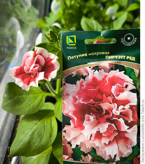 Соответствует сорту