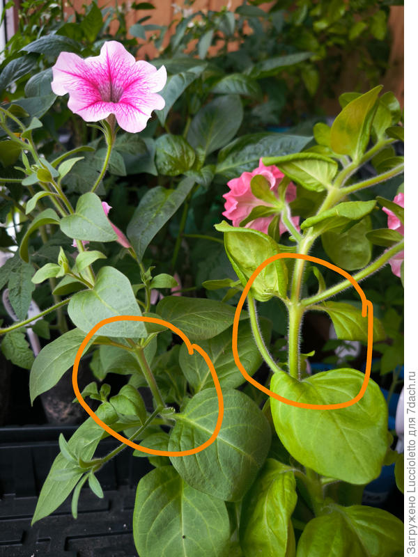 Про себя я все петунии поделила на "жилистые" (слева) и "салатные" (справа). За "салатные" ("Пируэт ред", "Дабл каскад Валентин", "Дабл каскад Блю" ) я ужасно боюсь - не довезу же до дачи. Они хрустят, когда я их с места на место переставляю, куда уж там - перевозка... "Жилистые" (тайдалы и оперы) выглядят повыносливее.