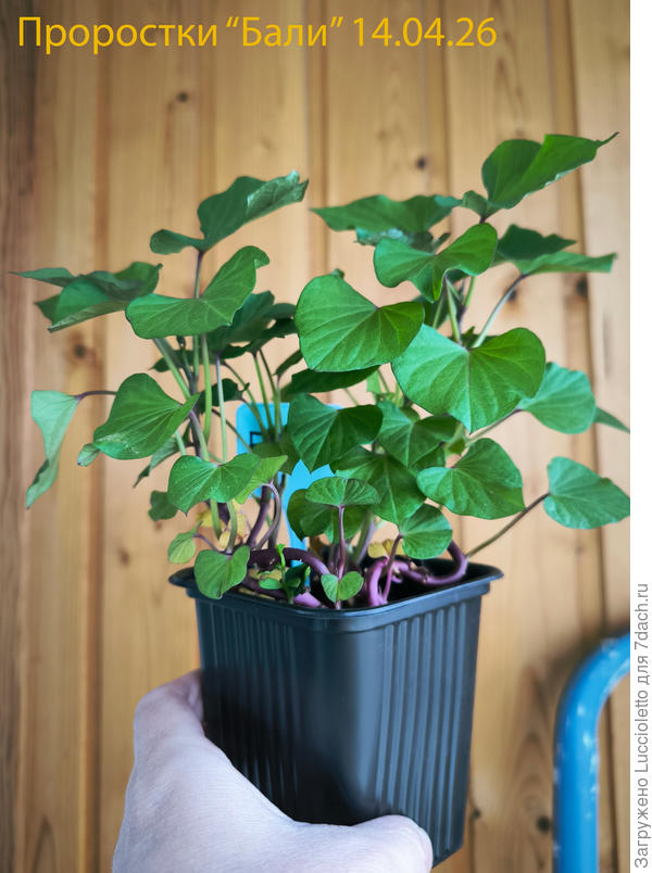 Уже не розовые, а зеленые, как полагается