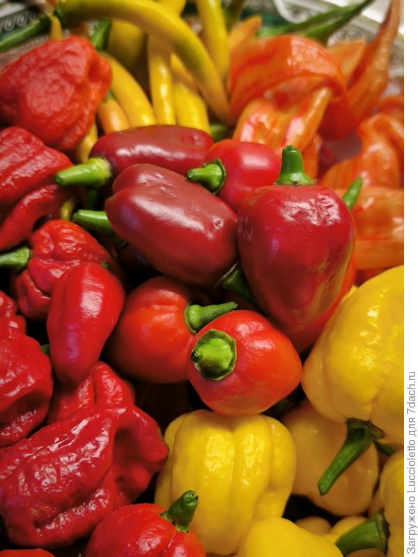 Прошлогодние красавчики