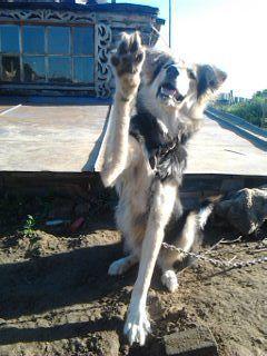 Бывшая бродяга Лада.