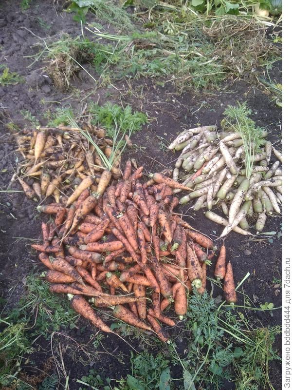 морковь таборская жёлтая, уайт сатин белая,и нантская