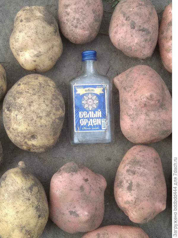 Гала и Родриго