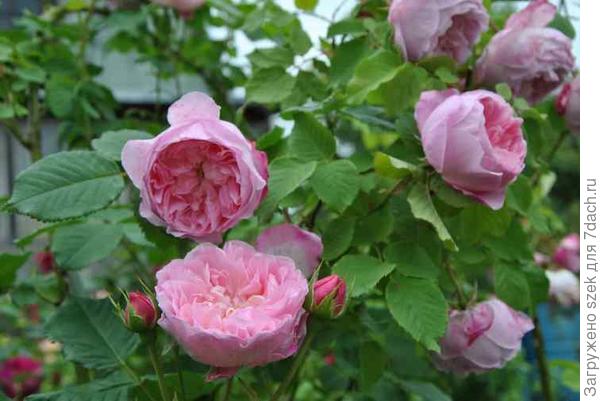 Mayor of Casterbridge: в высоту до 3метров, ширина - до 1,40, цветок может больше 2-х недель держать