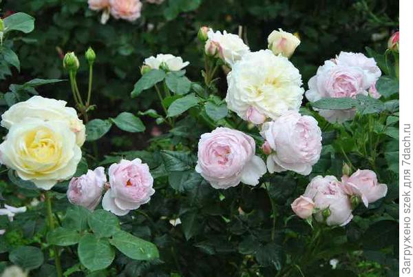 Chaucer на передний план: 80*80