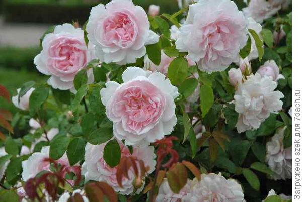 Barbara Austin: габариты 1,50*1,50