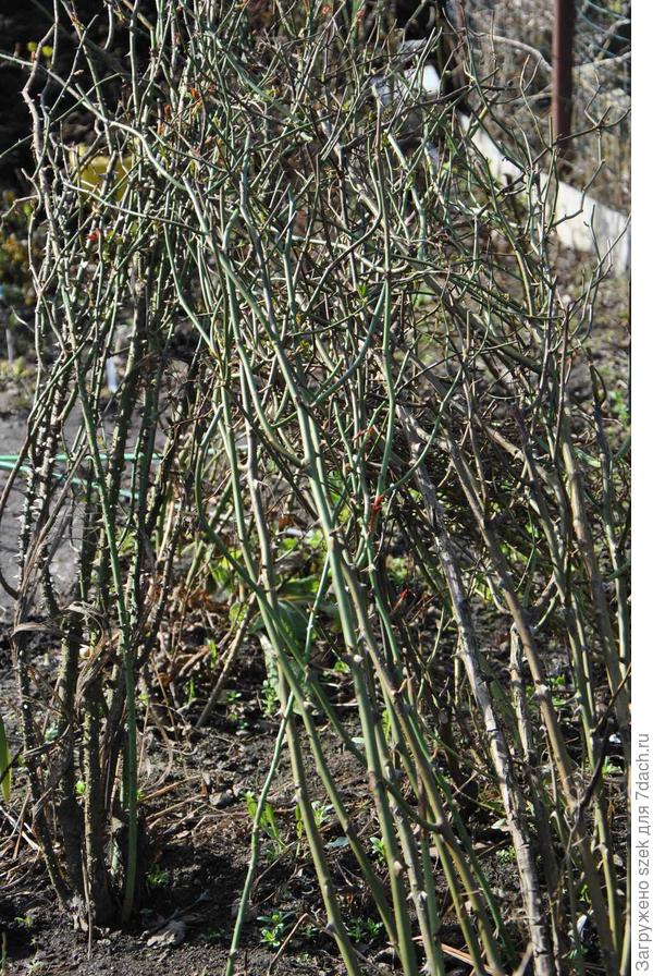 Подготовленные к укрытию клаймы