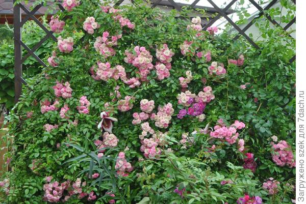 Цветение на побегах предыдущего года