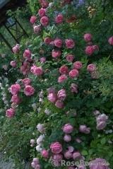 Leonardo da Vinci  высота 2,3м