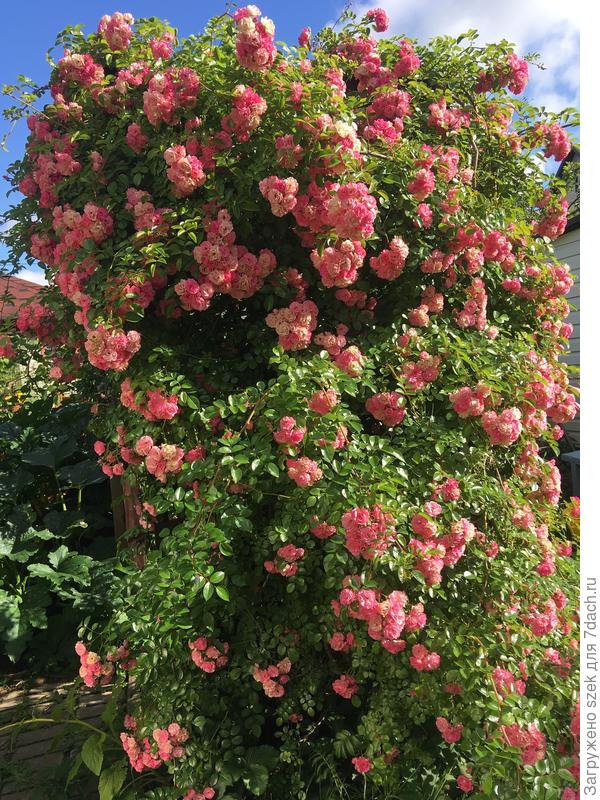 Цветение на 4-хлетних побегах