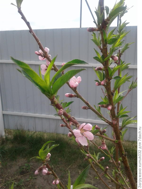 цветы персика